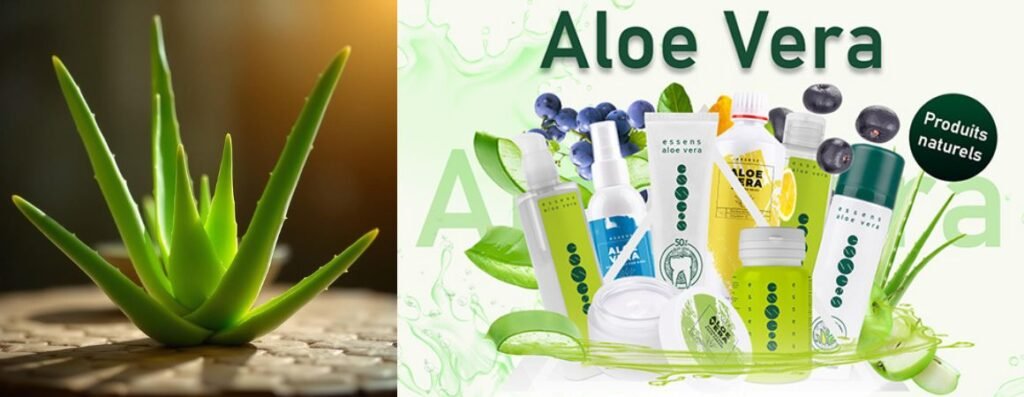 aloe vera Essens